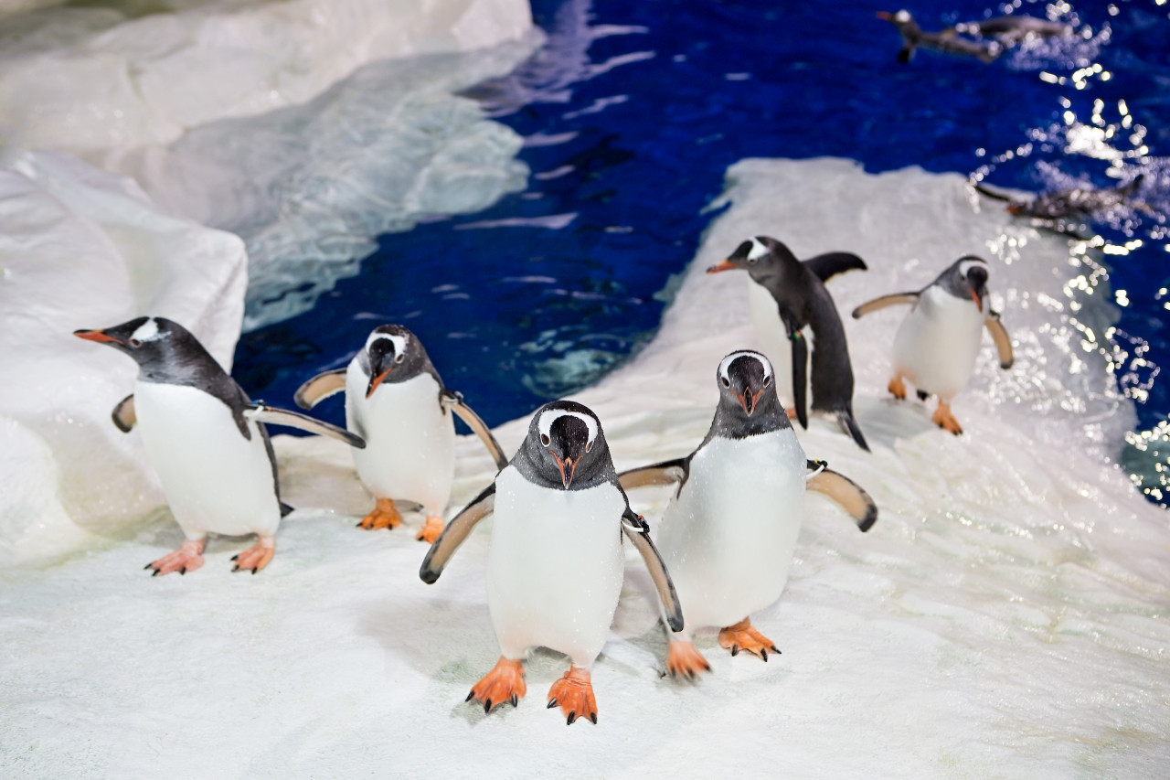 SEA LIFE Kelly Tarlton's Aquarium - Photo 1 of 14